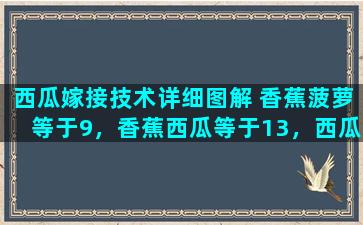 西瓜嫁接技术详细图解 香蕉菠萝等于9，香蕉西瓜等于13，西瓜和菠萝哪个贵贵几元